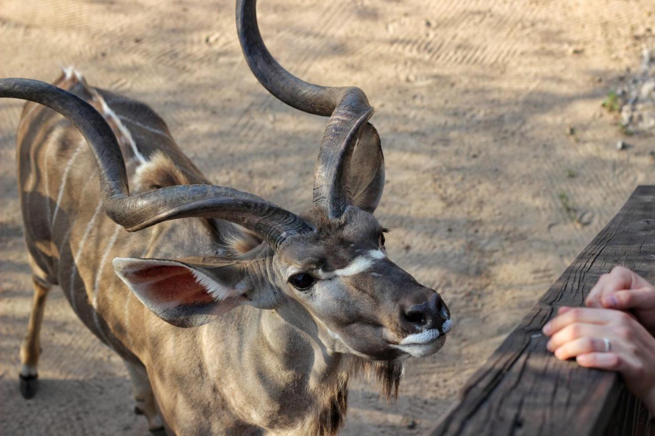 Amare In The Bush With Your Needs! * Marloth Park