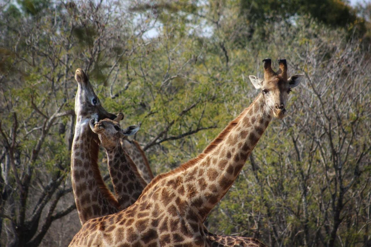 Amare In The Bush With Your Needs! Holiday home