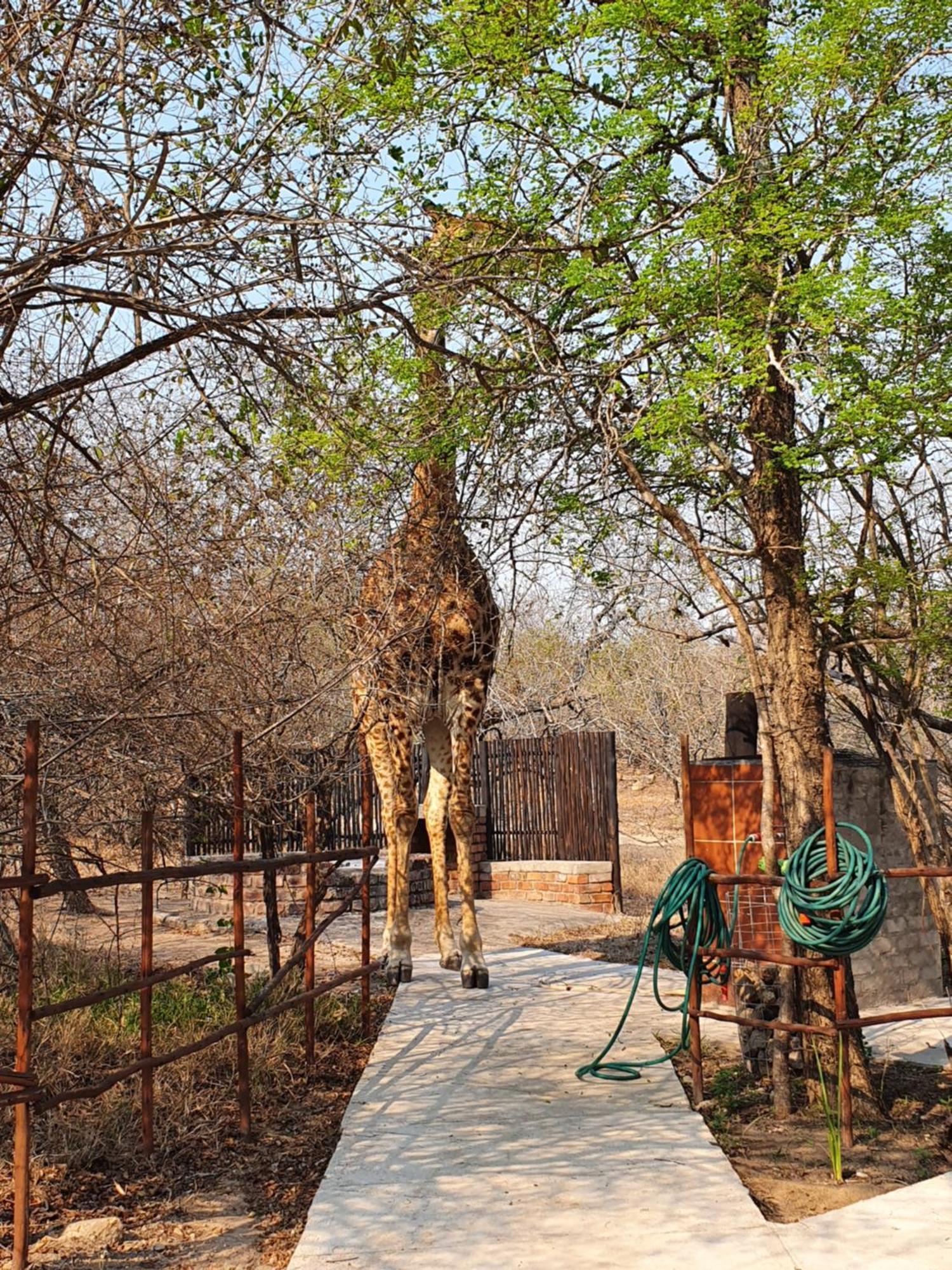 Amare In The Bush With Your Needs! Holiday home Marloth Park