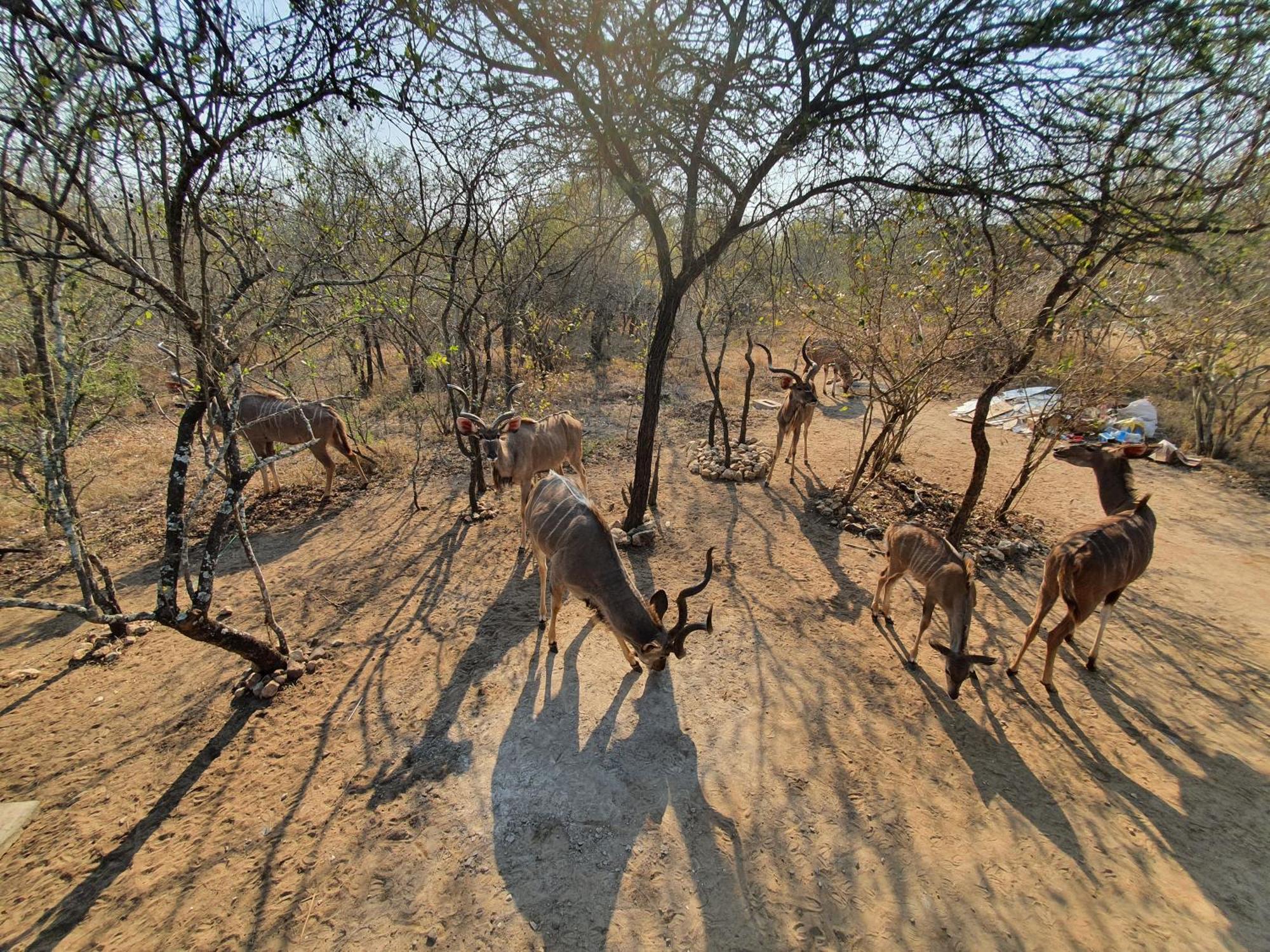 Amare In The Bush With Your Needs! Holiday home Marloth Park