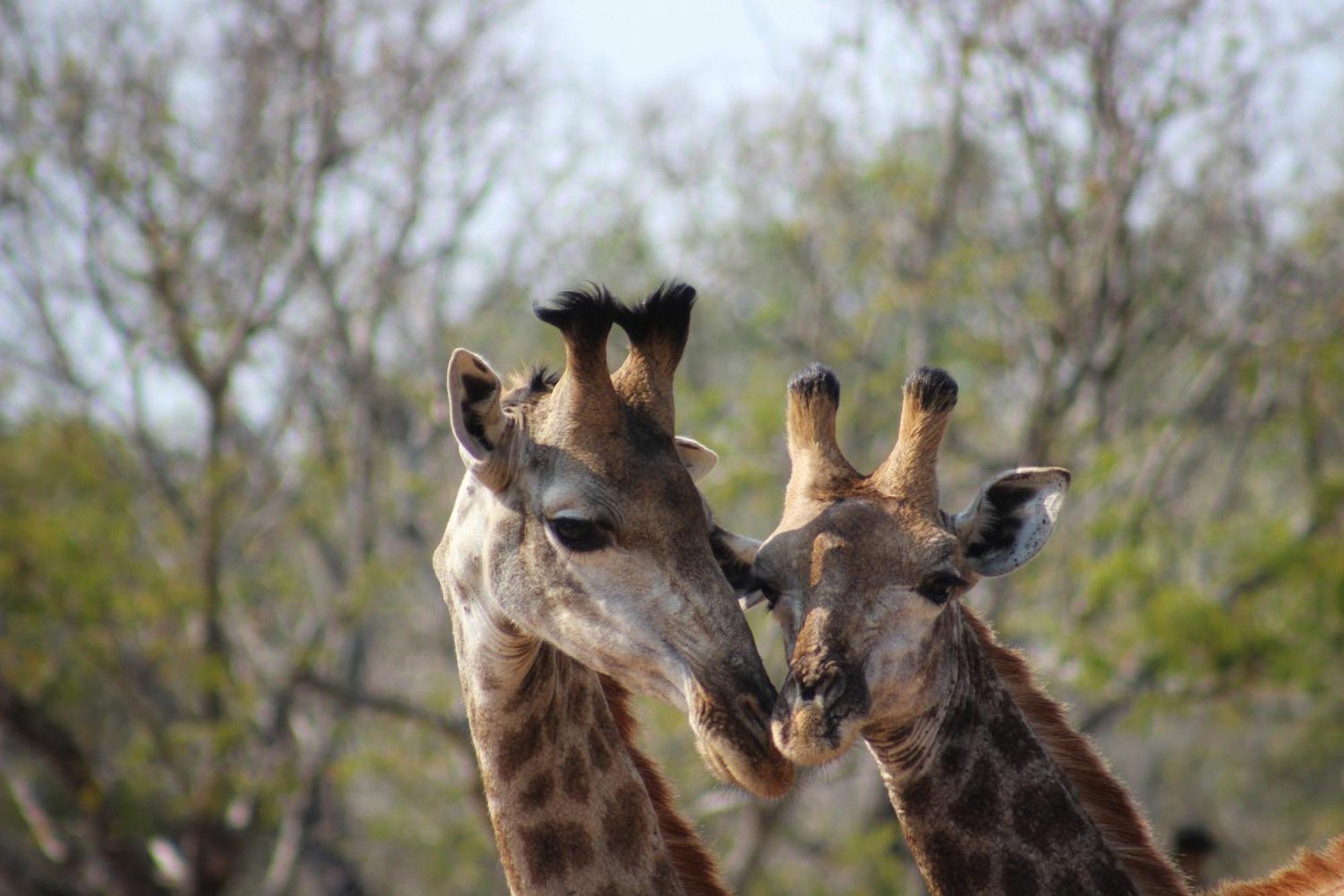 Holiday home Amare In The Bush With Your Needs! Marloth Park