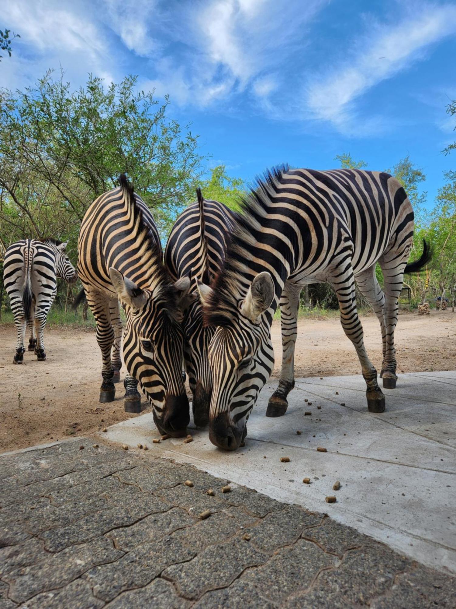 Amare In The Bush With Your Needs! * Marloth Park