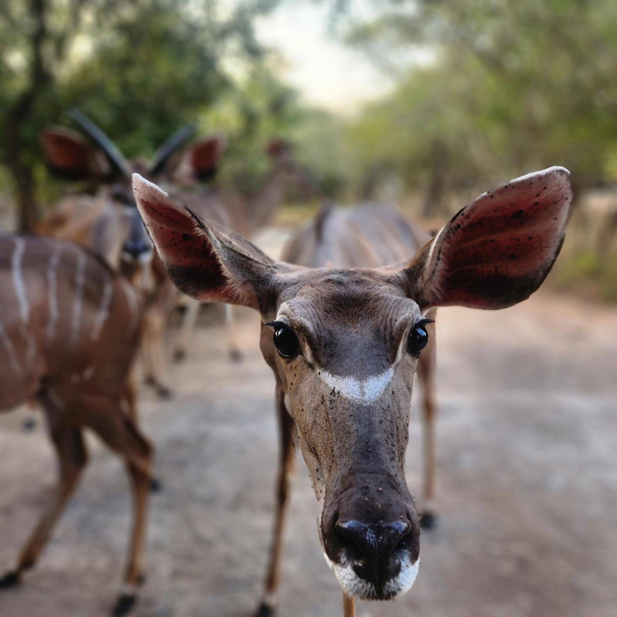 Amare In The Bush With Your Needs! * Marloth Park