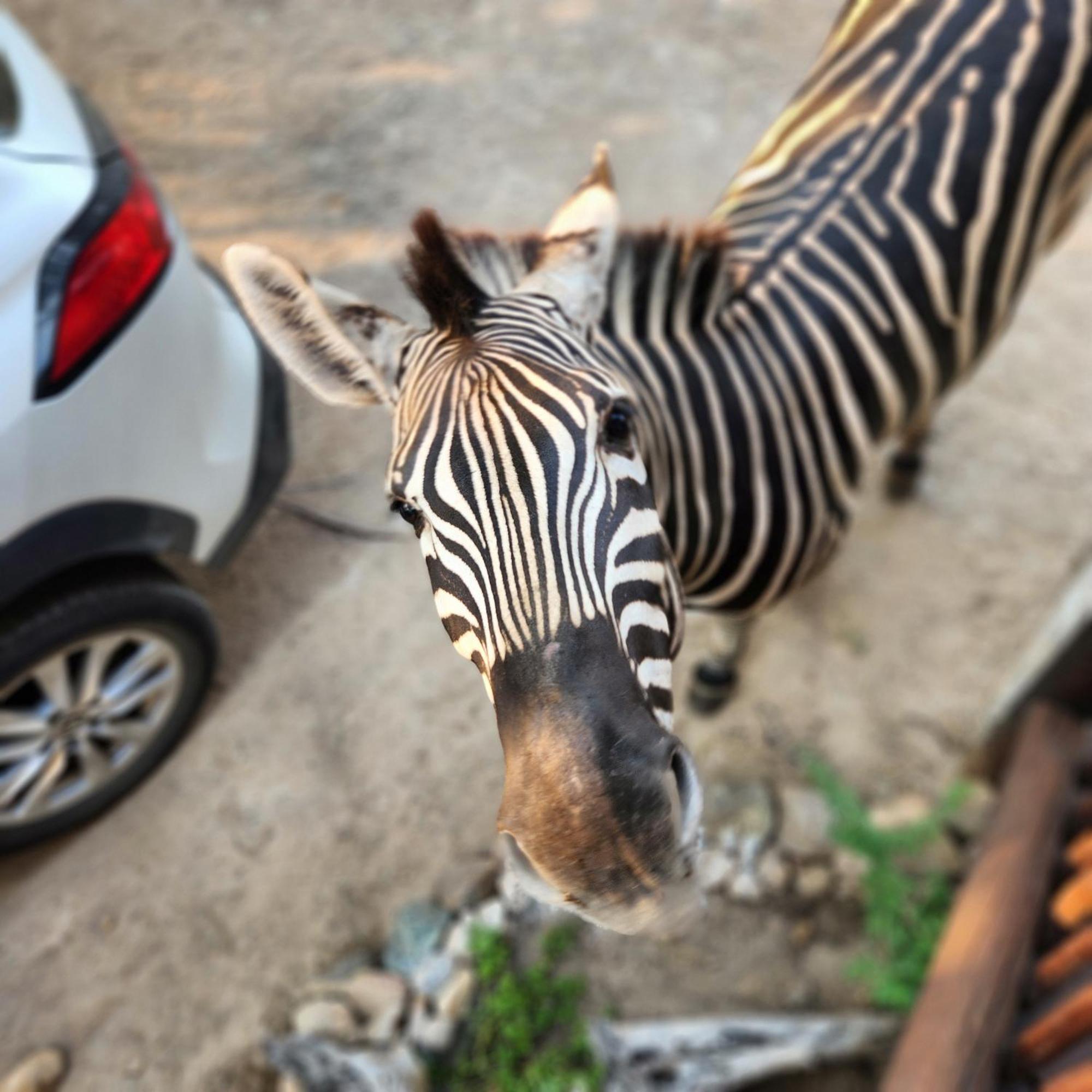 Amare In The Bush With Your Needs! Holiday home *