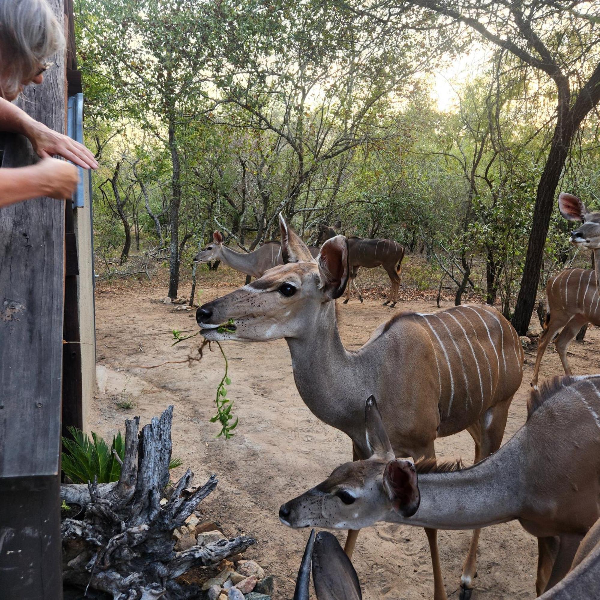 Amare In The Bush With Your Needs! * Marloth Park