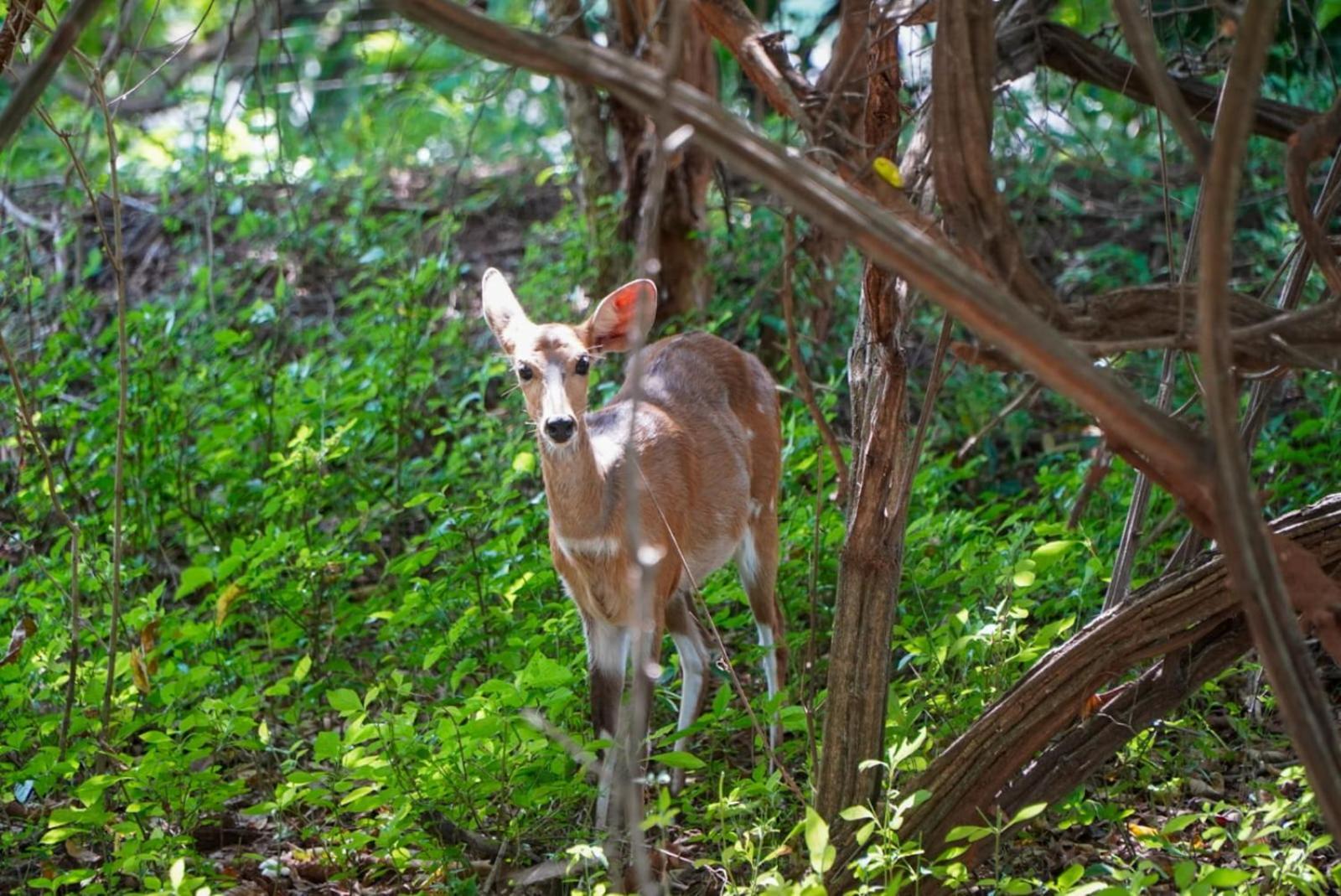 Amare In The Bush With Your Needs! Holiday home Marloth Park