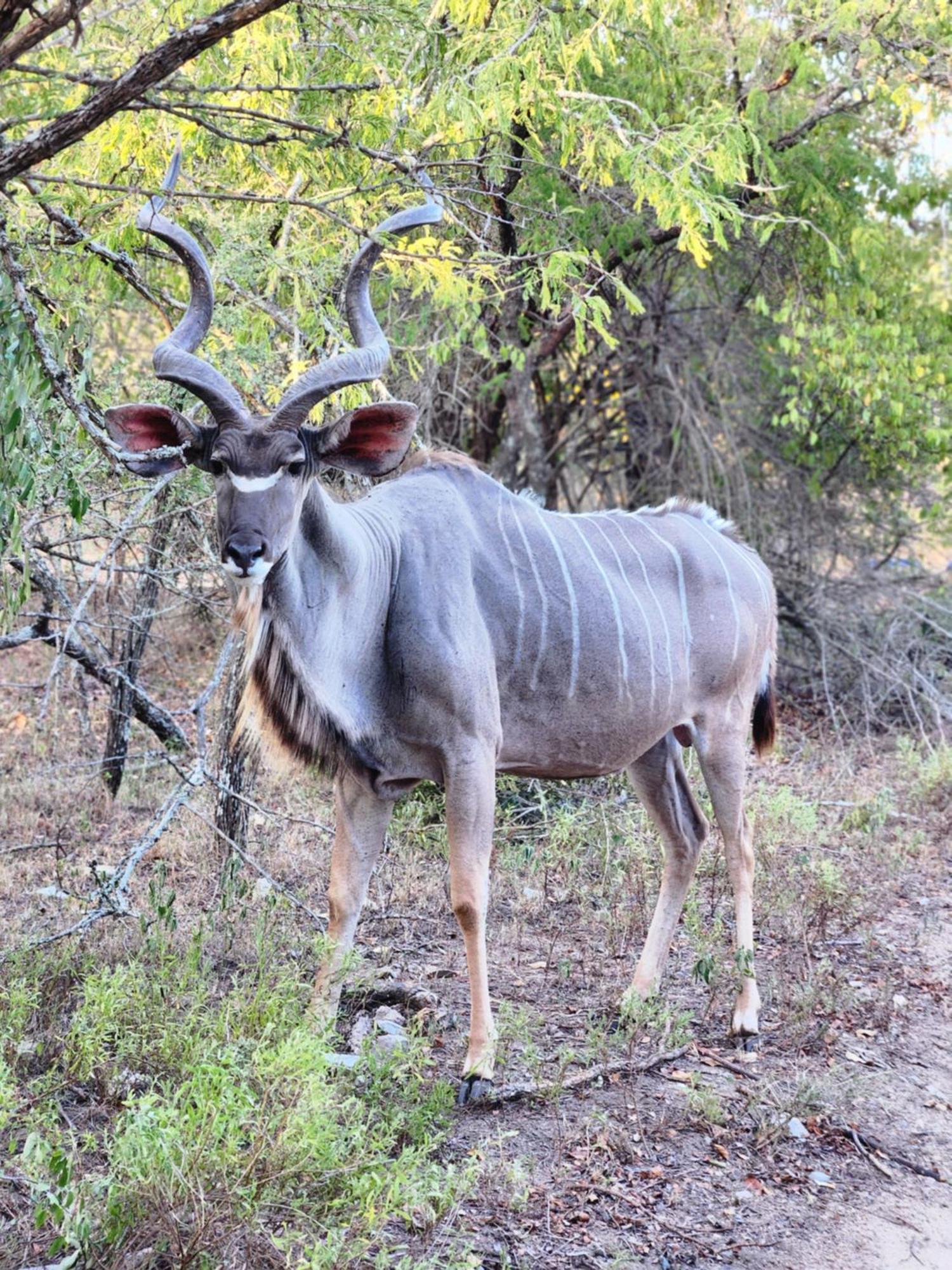 Amare In The Bush With Your Needs! Marloth Park