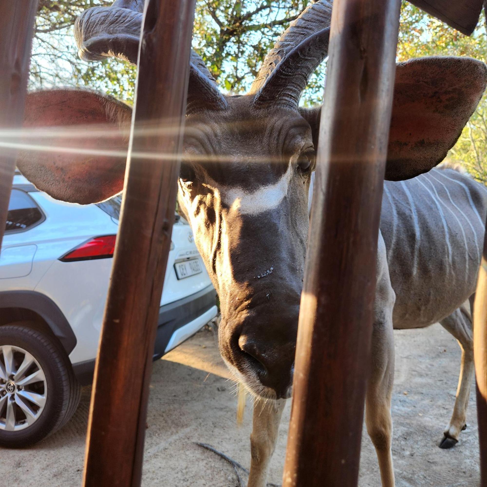 Amare In The Bush With Your Needs! Holiday home Marloth Park