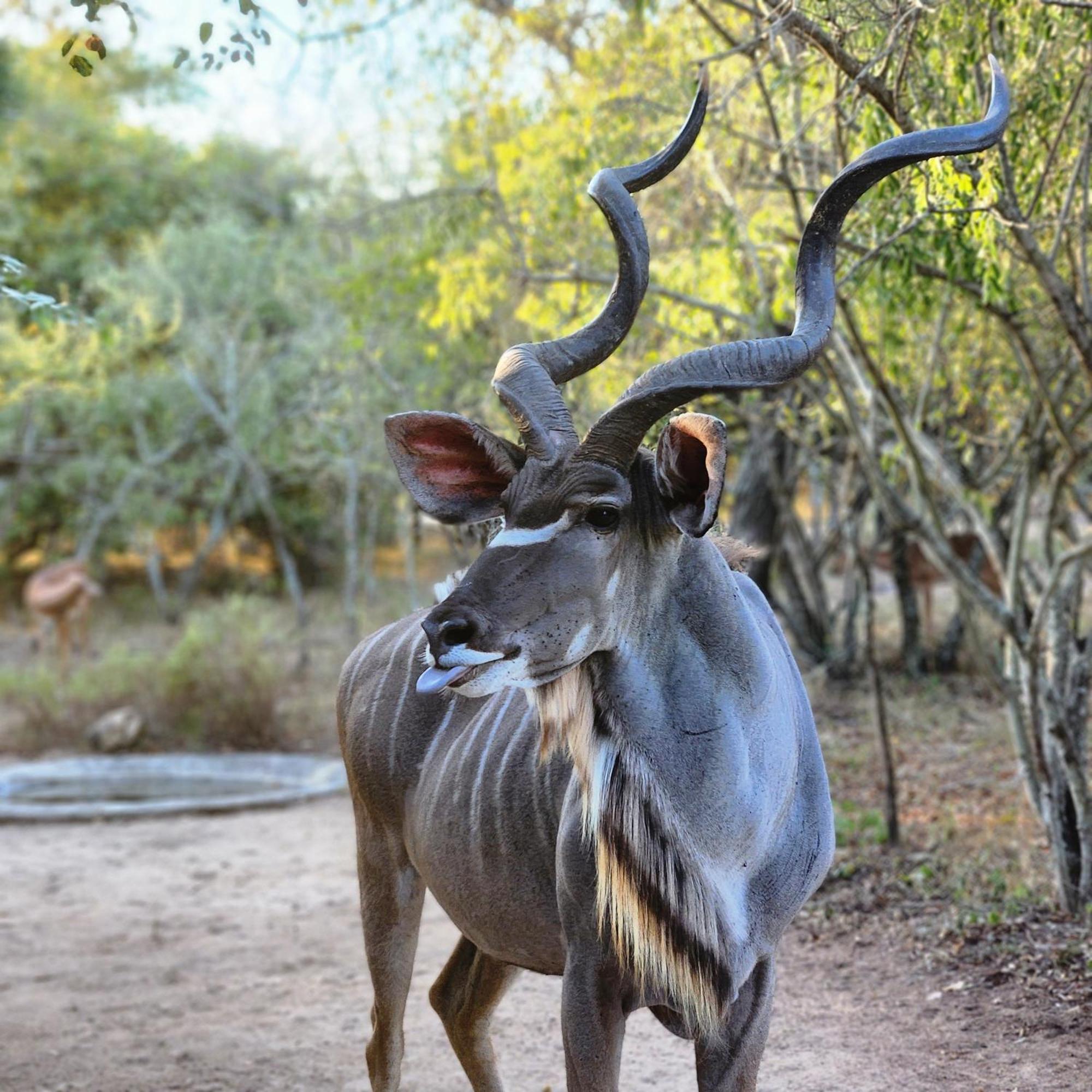 Amare In The Bush With Your Needs! Holiday home Marloth Park