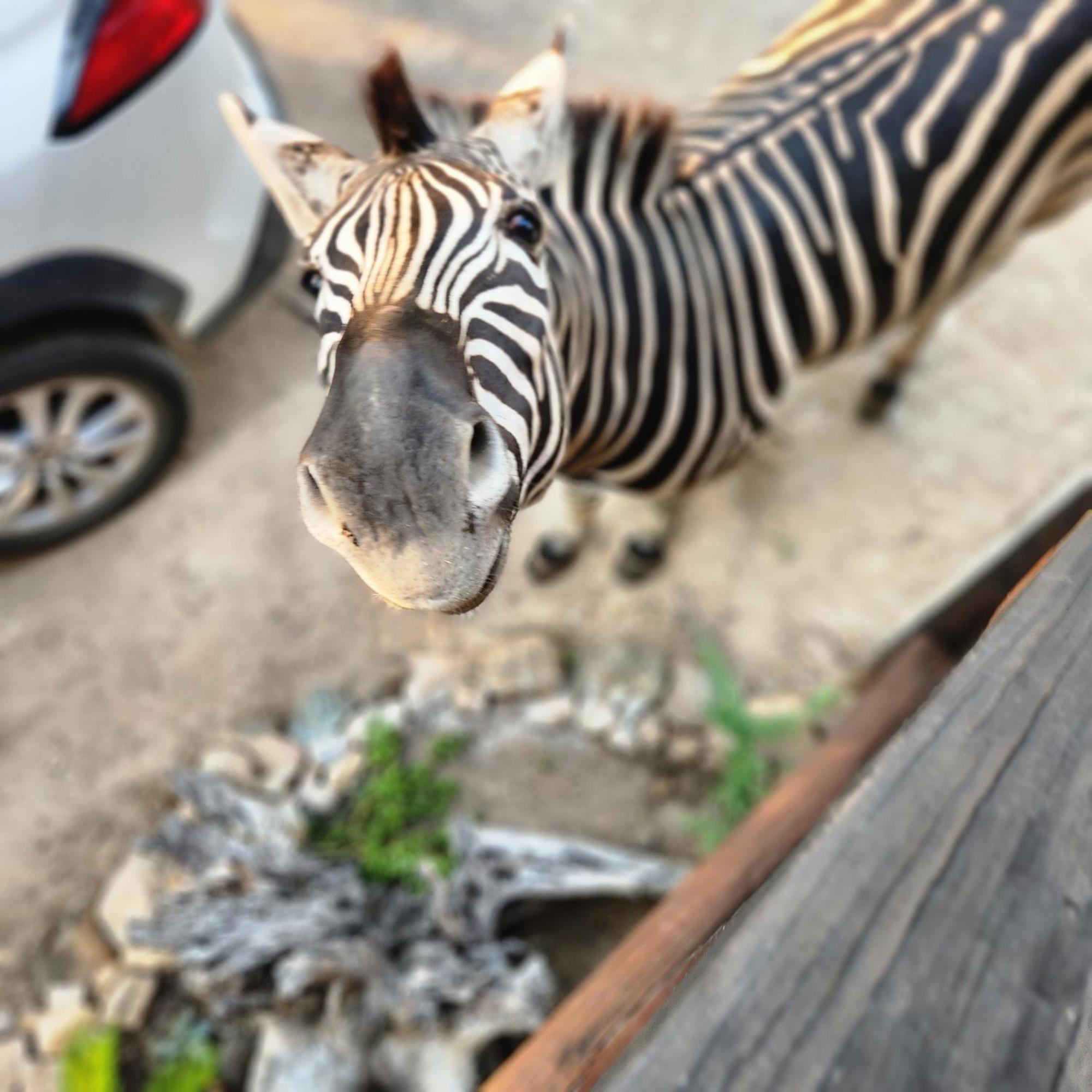 Amare In The Bush With Your Needs! Marloth Park