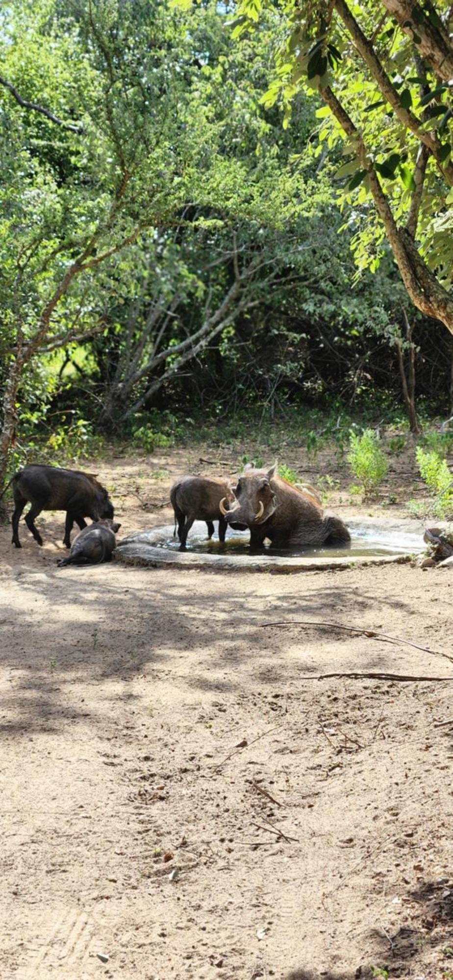 Holiday home Amare In The Bush With Your Needs! Marloth Park