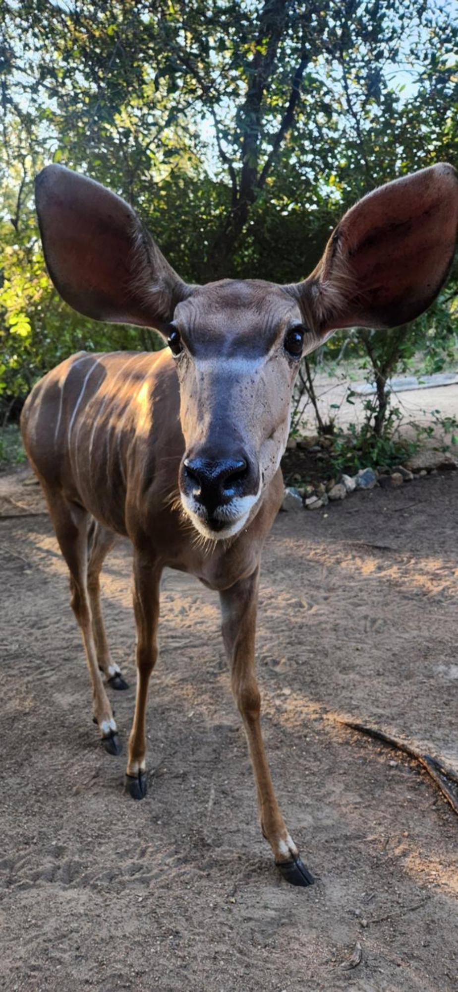 Amare In The Bush With Your Needs! Holiday home Marloth Park