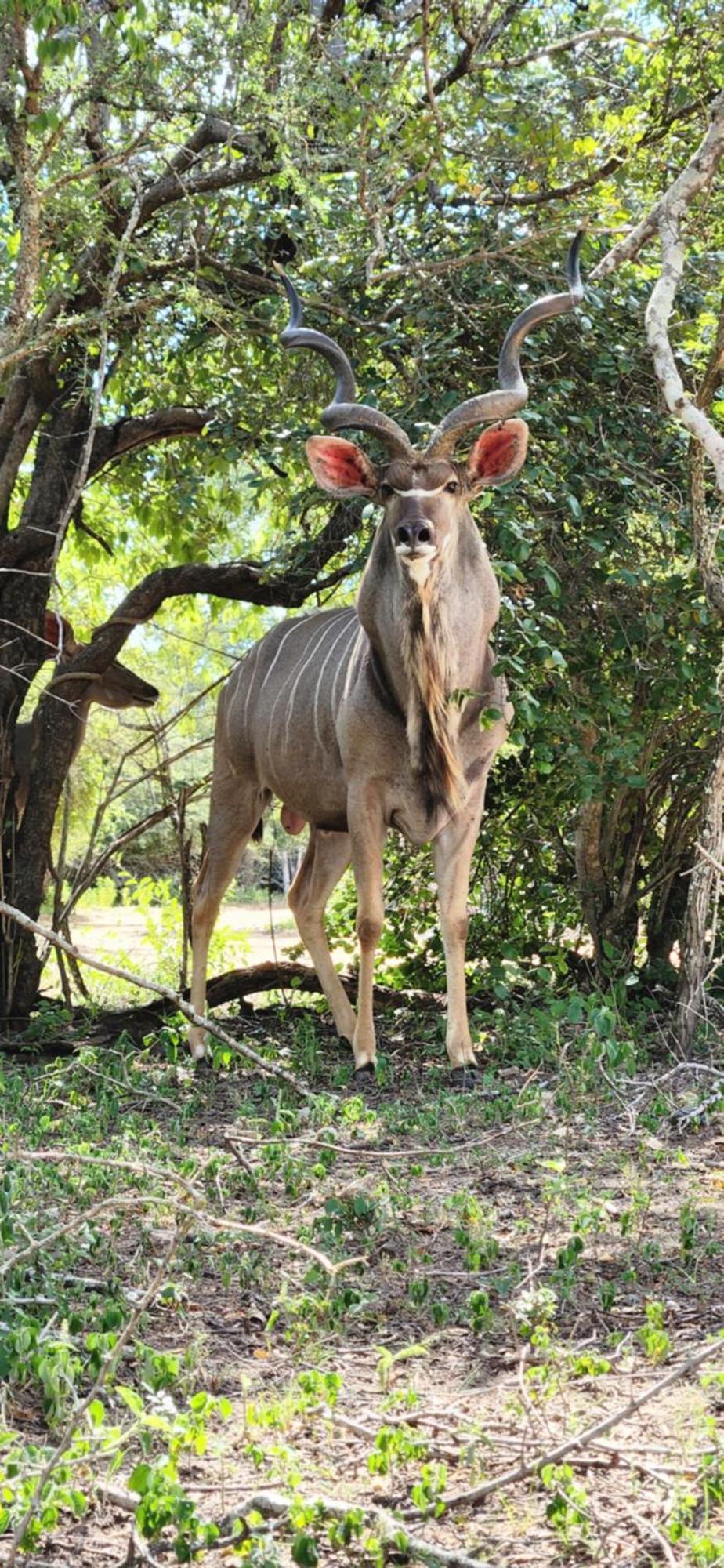 Holiday home Amare In The Bush With Your Needs! Marloth Park