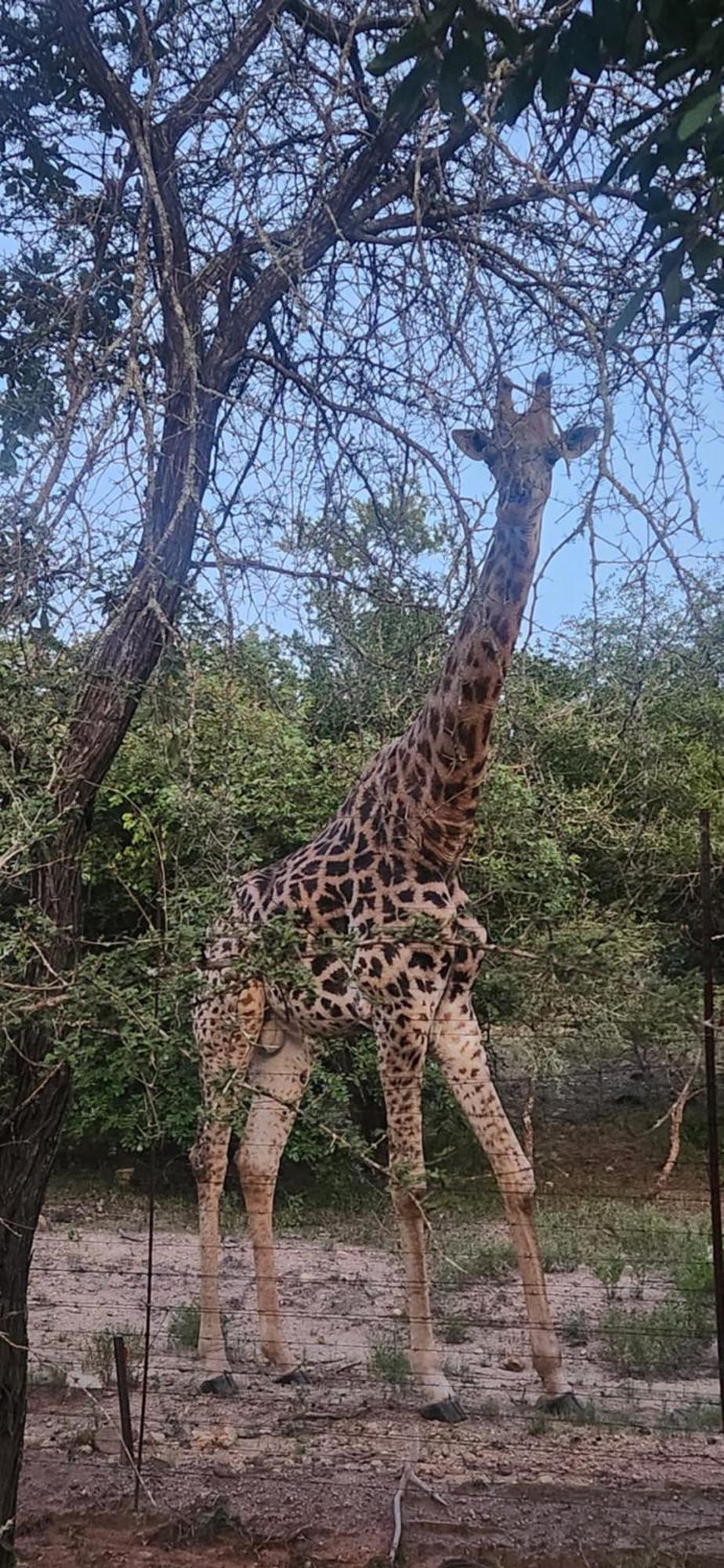 Amare In The Bush With Your Needs! Holiday home *